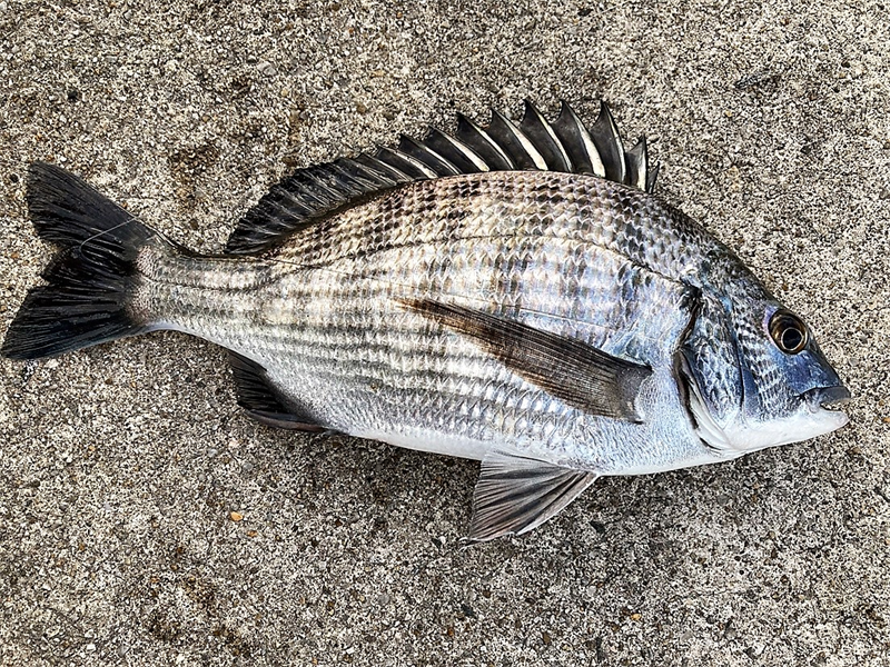 極寒でも釣れるまで帰れません…。神湊からの津屋崎漁港～テトラの果てまで行ってフィッシュ！<゜)))彡＃56