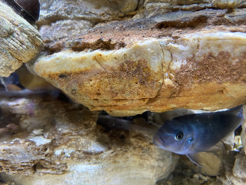 釣れん時は…。我が家の養殖場ｗで～テトラの果てまで行ってフィッシュ！<゜)))彡＃61