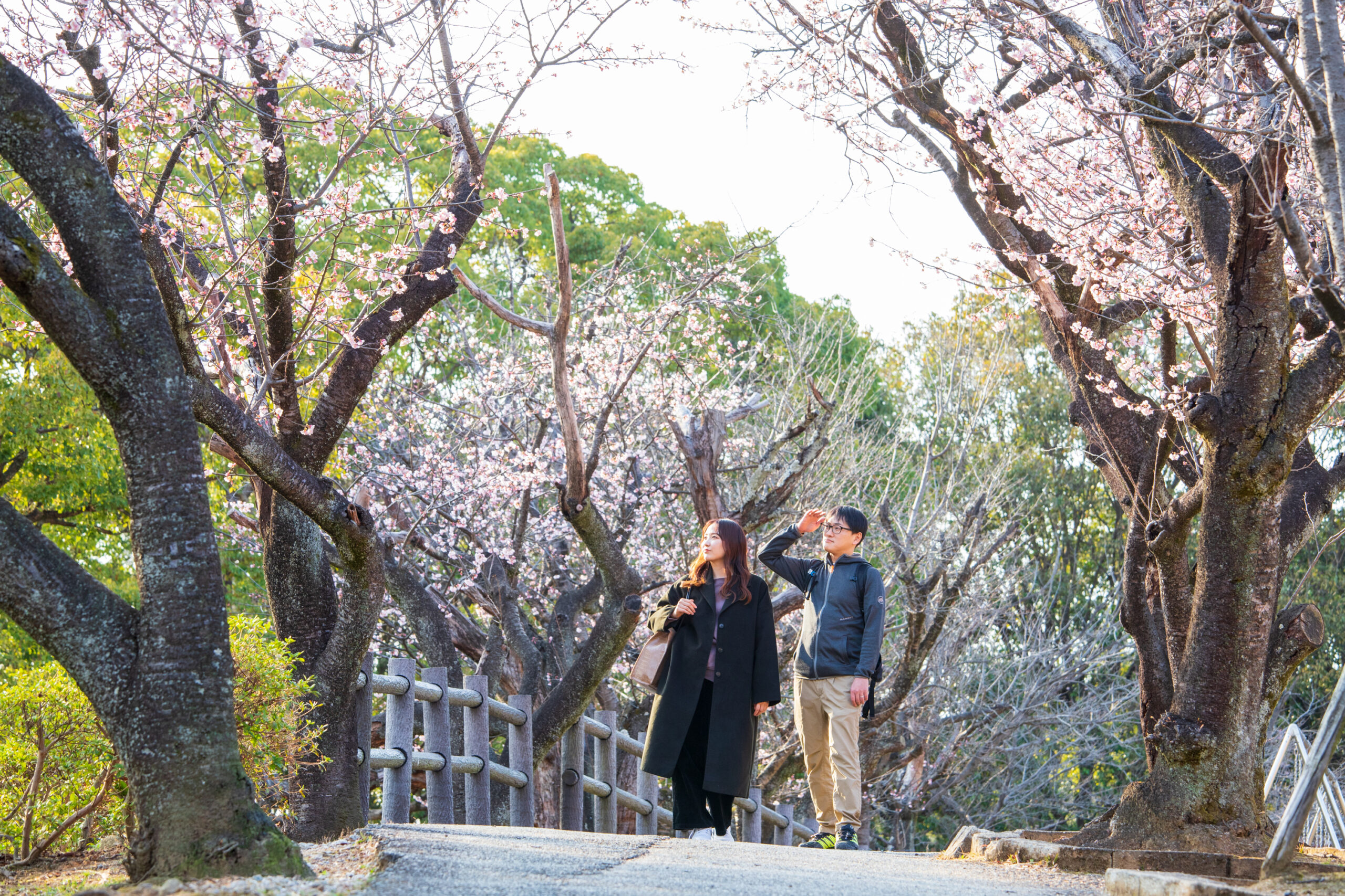 【ふくおかちかたび】宇美八幡宮の裏手にある桜とツツジの名所「宇美公園」