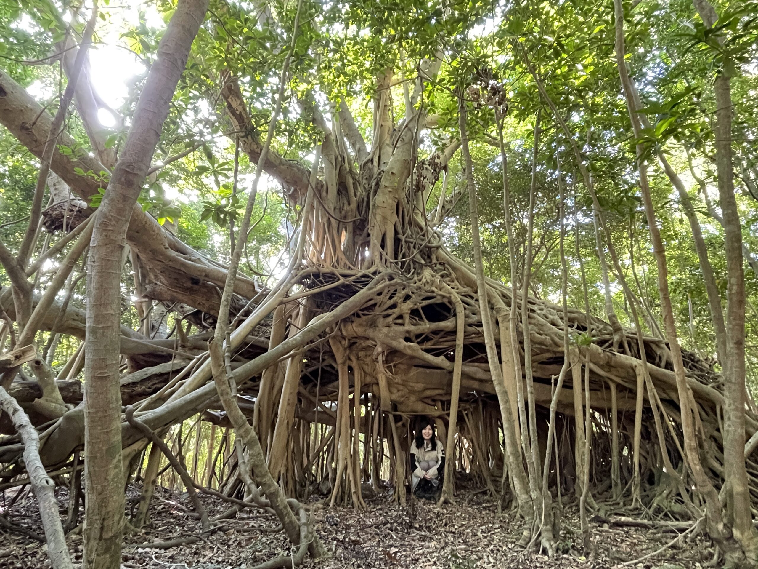 奄美・屋久島2つの世界自然遺産を巡る旅②力強く生き抜く自然屋久島