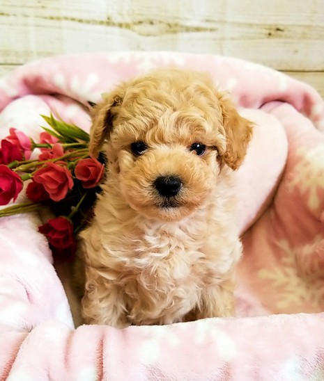 ペットのことはおまかせ！かわいくて元気な子犬・子猫に出合える『けんねる大名店』