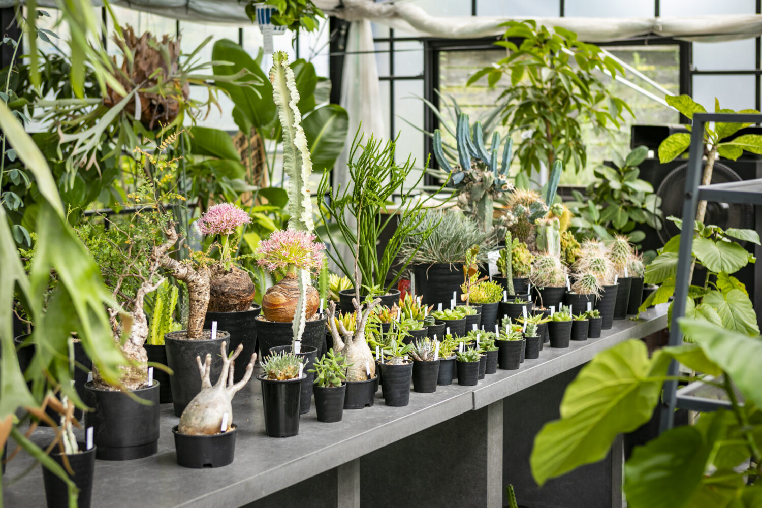 【#緑のある暮らし】レアな観葉植物だらけ。まるで海外のような福岡の植物専門店 『SANTA ANA garden』(久留米)