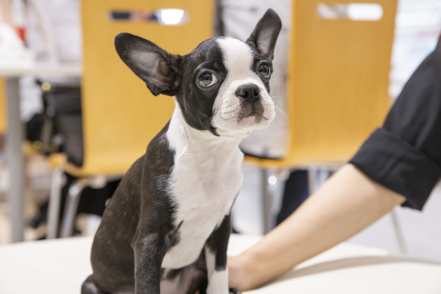 【ペット特集】『Pet’sMate』元気な子犬と子猫が大集合！幸せなペットライフを応援します