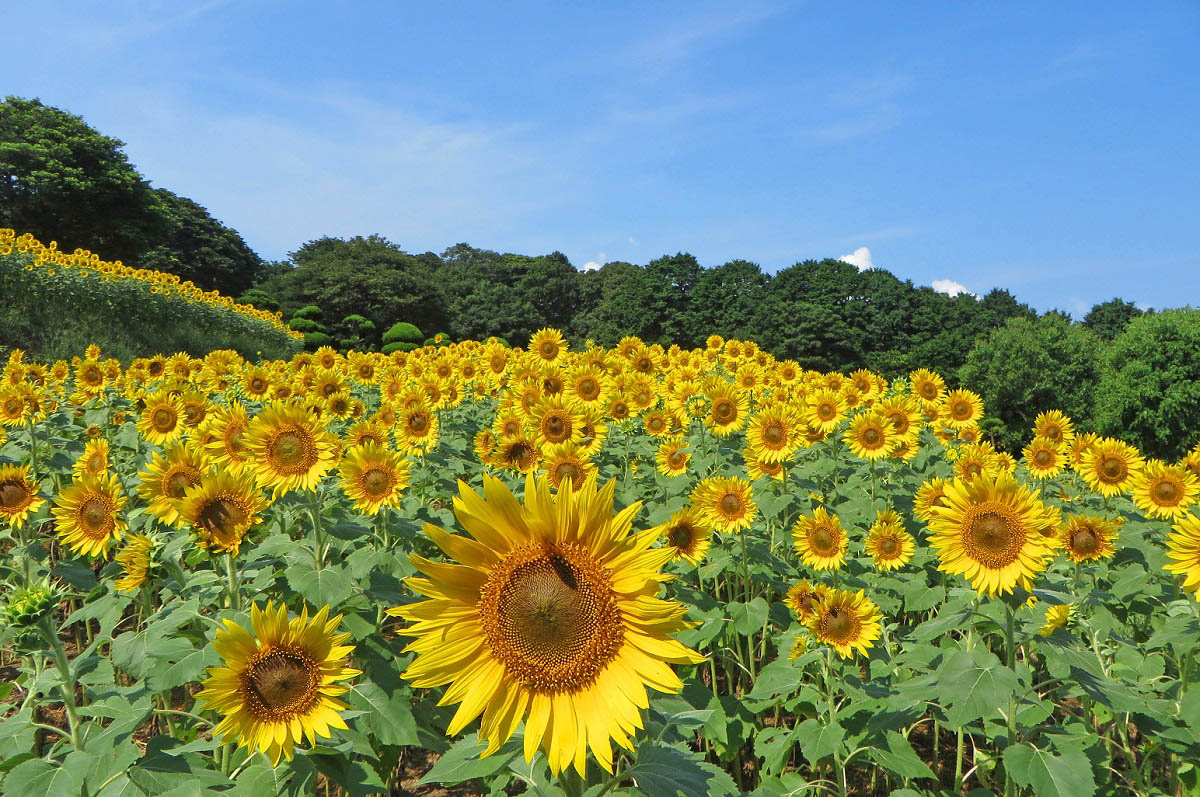 【福岡・島リゾート】ひまわり1本無料！  のこのしまアイランドパーク