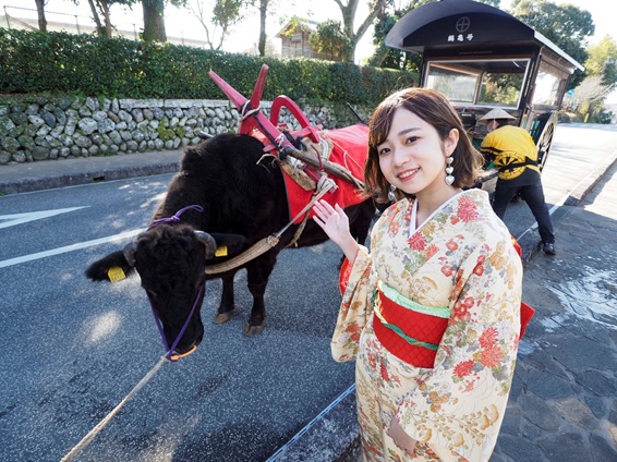 Go to KAGOSHIMA TRIP!】薩摩藩最大の出水麓武家屋敷群。観光牛車や