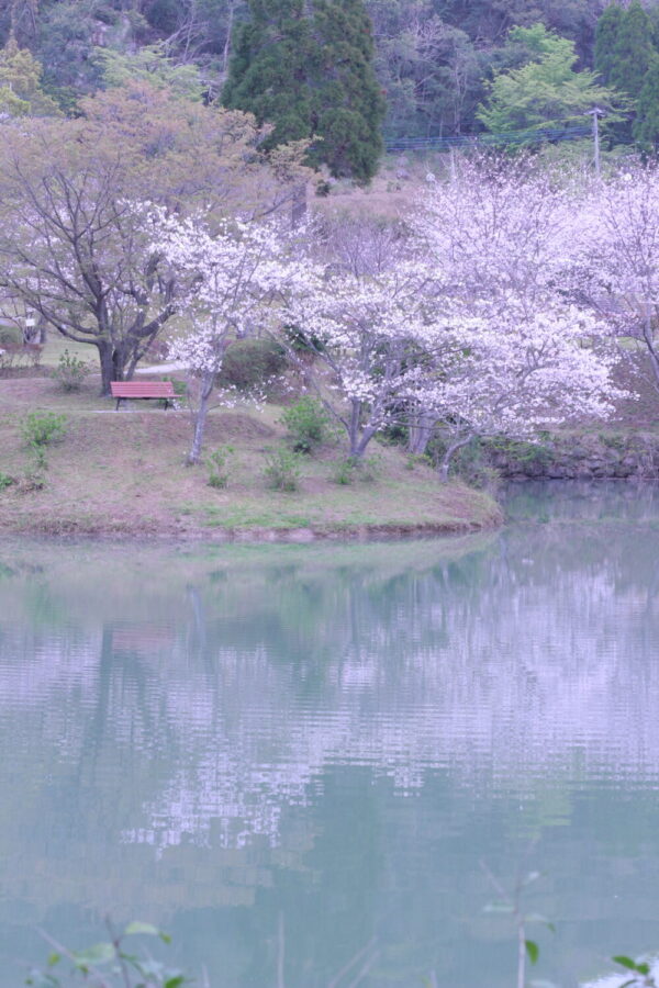 Go to KAGOSHIMA TRIP!】この春行きたい桜の名所。夜桜のライトアップ