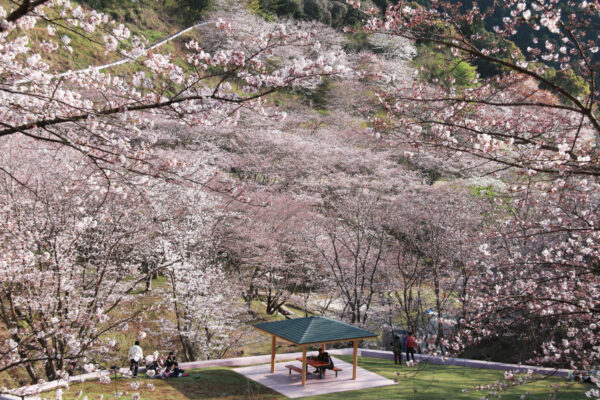 Go to KAGOSHIMA TRIP!】この春行きたい桜の名所。夜桜のライトアップ