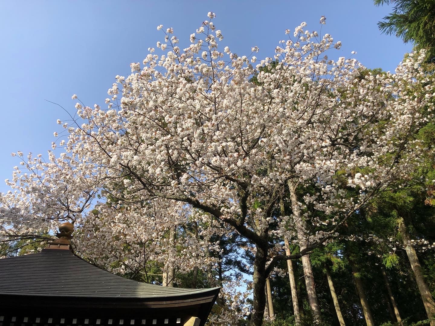【福岡桜】山のお寺の新種の桜『福聚桜』は今から見頃！