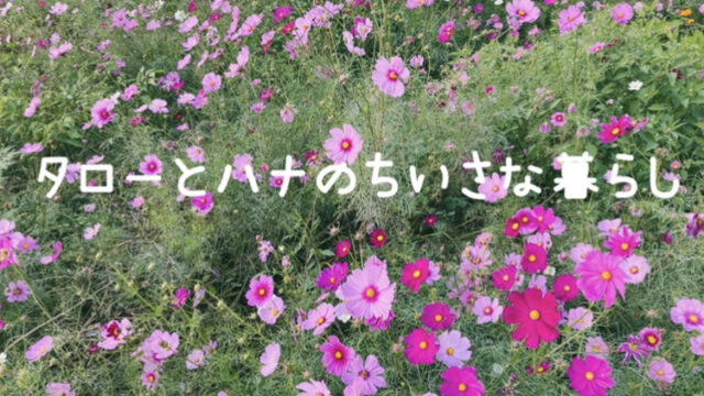 【雑貨店ハウズスタッフコラム】秋をたっぷり味わうティータイム🍁　ハウズキッチンで♪