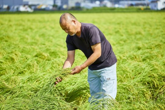 糸島産山田錦でつくった、おいしいお酒。『糸島の自然と愛情が最高の山田錦を育む。』
