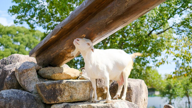 【山口つながる案内所】山口県のおすすめスポットをご紹介！「周南市徳山動物園（周南市）」