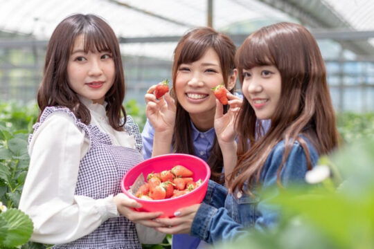 【糸島あそびば】いちご狩りに特化したスポット！今シーズンも残りわずか！（糸島農園「志摩イチゴハウス」）
