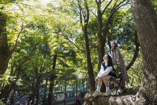 【チェアリングでくつろぐかすや vol.15】清々しい青葉の下で、鳥の囀り、葉擦れの音、きらめく木漏れ日を感じる神秘の森