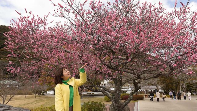 【山口つながる案内所】山口県のおすすめスポットをご紹介！「吉香公園（岩国市）」