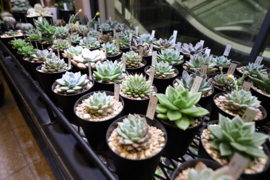福岡の素敵な空間を探す建物探訪♪～今回は博多区の博多リバレイン内にある  『SANTA ANA garden』さんへ～［リノリビング］
