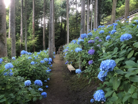 呑山観音寺のアジサイが見頃！～7月2日まで「観音市」開催中～