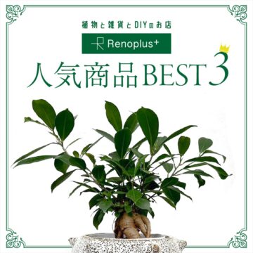 【植物と雑貨とDIYのお店】Renoplus＋ 観葉植物ベスト3～鹿児島市～