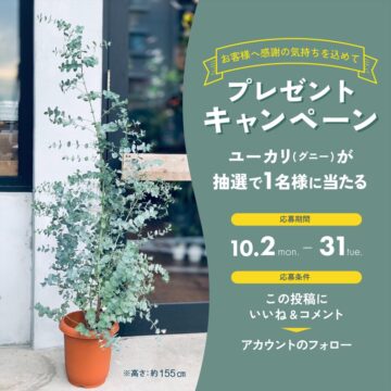 【植物と雑貨とDIYのお店】Renoplus＋ プレゼントキャンペーン実施中～鹿児島市～