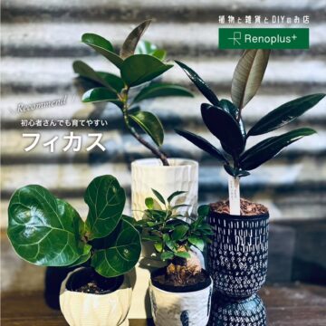 【植物と雑貨とDIYのお店】Renoplus＋ 観葉植物ビギナーさんへ～鹿児島市～