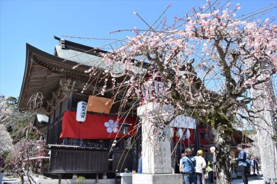 【築上町】道真公が好んだとされる梅の花を鑑賞しよう『しいだ梅祭り』