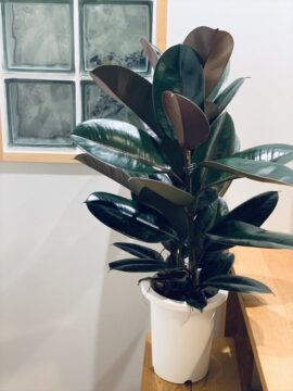 【植物と雑貨とDIYのお店】Renoplus＋ プレゼントキャンペーン実施中～鹿児島市～