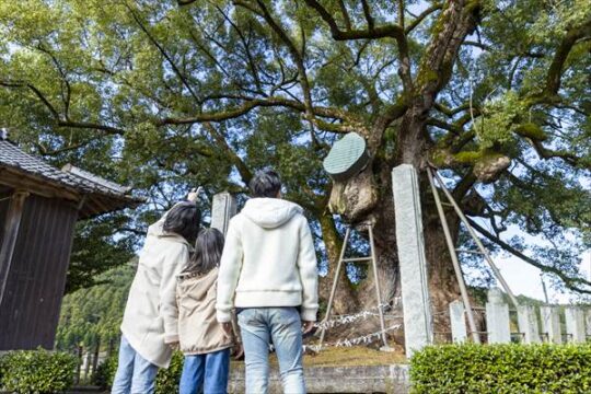 【築上町】日本三大大楠の一つといわれる国指定天然記念物『本庄の大楠』