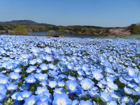この春は、華やかでスイートな大分へ！[大分県県北エリア～２～]