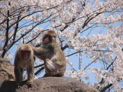 Itozu ”春” Zoo