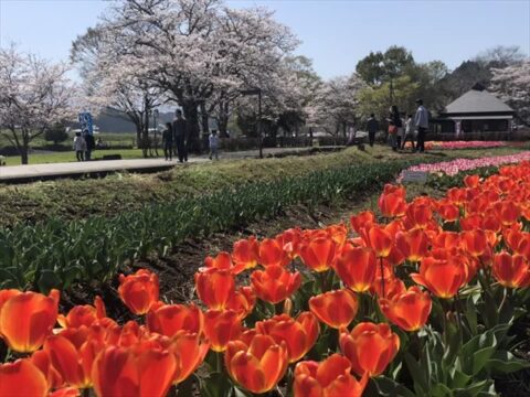 この春は、華やかでスイートな大分へ！[大分県県南エリア～２～]