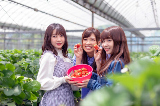 食べ比べ含め、楽しいイチゴ狩りを体験できる『志摩イチゴハウス』