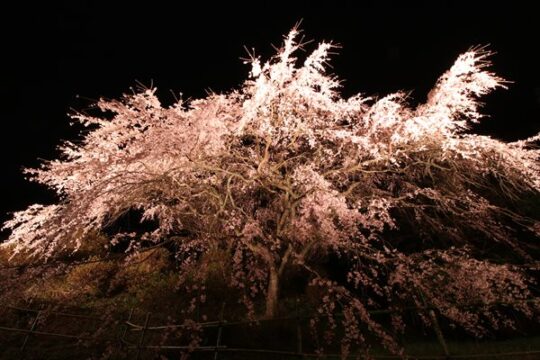 【築上町】咲き誇る、荘厳なしだれ桜『天神山しだれ桜』