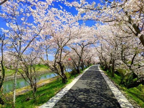 【築上町】川沿いの映えスポット！！桜のトンネルでほっこり『城井川沿いの桜並木』