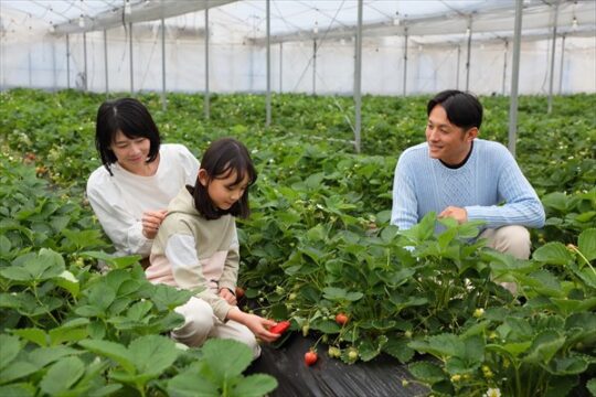 【築上町】あまおうやよつぼしが、45分間食べ放題！『エースいちご株式会社』