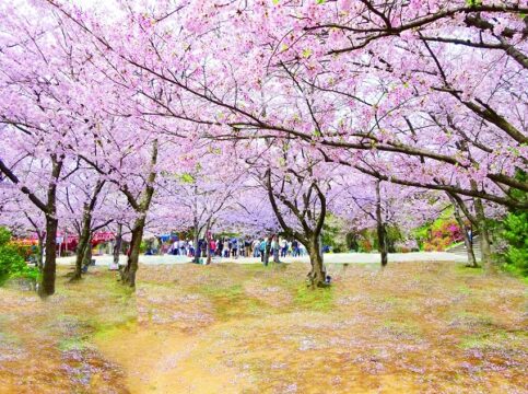 【福岡イベント】「西公園　さくらまつり」開催！！
