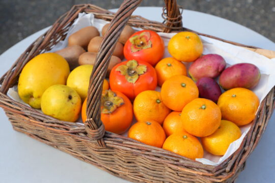 【ふくおかさん家のうまかもん】公園内で育ち 収穫された 旬のフルーツを販売～Produce of Fukuoka City～