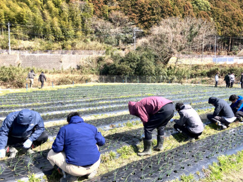 🥬ひーな農園だより🥬 糸島の大自然の中で農作業体験　～社員研修～