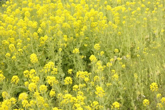 🥬ひーな農園だより🥬菜の花収穫祭2025 開催レポート