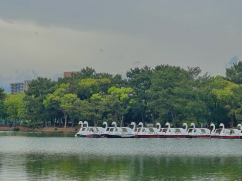 【福岡おでかけ】中央区大濠｜福岡市の公園といえば！？都会のオアシス『大濠公園』