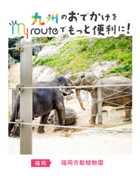 【バスで行く福岡観光】7年ぶりにゾウが帰ってきた！福岡市動植物園
