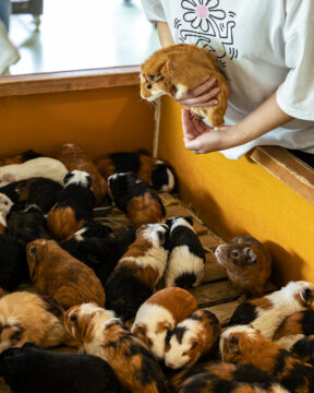 【FUKUOKA、真ん中旅。】動物たちと触れ合いながら、 ピクニックを楽しもう！ 「ピクニカ共和国」