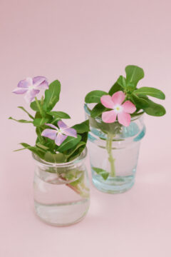 とわの花便りvol.9 　「毎日」花を咲かせる「日々草」！ 初心者にもおすすめです🌸