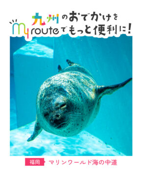 【バスで行く福岡観光🚌】九州の海の世界へようこそ🐬✨マリンワールド海の中道