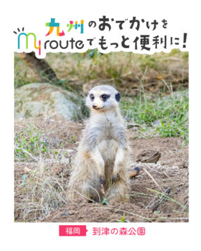 【バスで行く福岡観光🚌】ゆったり時間が流れる、 自然に包まれたどうぶつ時間🦒🍃到津の森公園