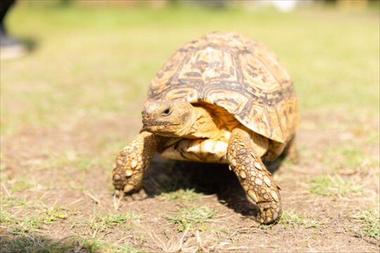 伊万里ジャックFUKUOKA　～日本一小さな動物園で 心がほぐれる時間を～『りんちゃん牧場ふれあいパーク』🐢🌈
