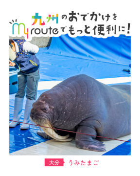 【バス・電車で行く大分観光🚌🚃】海の生き物がもっと好きになる！うみたまご