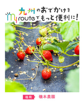 【バスで行く福岡観光🚌】フレッシュあまおうをいちご狩り🍓磯本農園