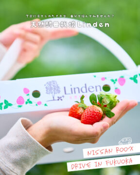 【日産福岡×ドライブスポット】自分で摘んでみませんか？🍓天然酵母栽培Linden