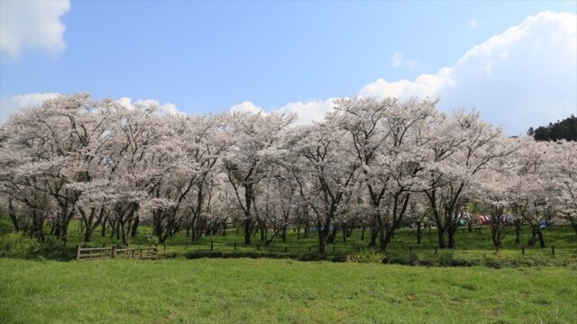 【春のおすすめスポット】大分県｜お花見といちごスイーツ③