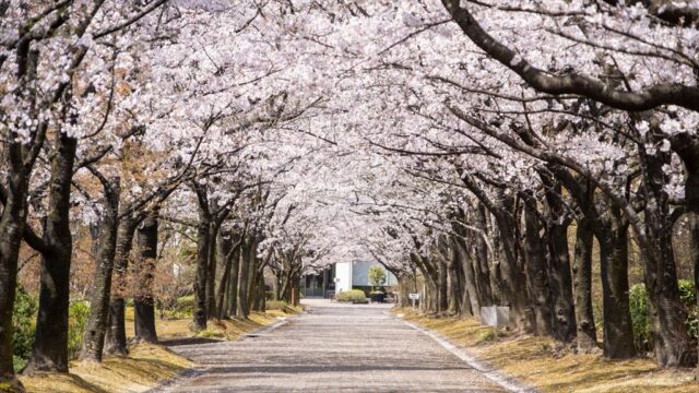 【春のおすすめスポット】大分県｜お花見といちごスイーツ④