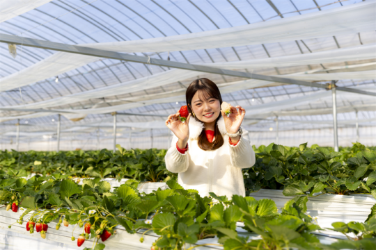伊万里ジャックFUKUOKA　～甘～いイチゴを食べて幸せな気持ちになろう～『いまりいちごの里 LCFARM』🍓✨